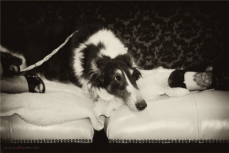 жизнь,собачья куда пойти, куда податься ?photo preview