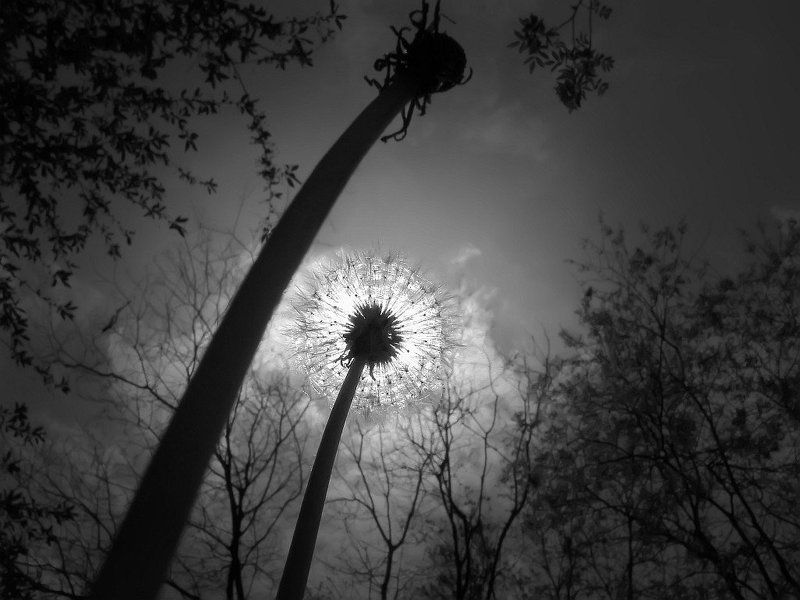 небо, солнце, ч/б, одуванчик одуванчикиphoto preview