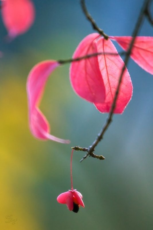 осень, листья Прошлой осени краскиphoto preview