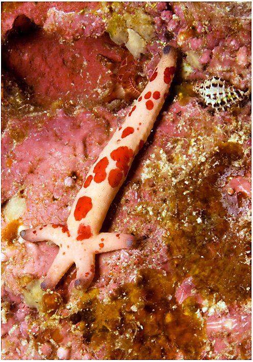 Вот такая я звезда!. Автор: Сергей Шанин , Сергей Шанин