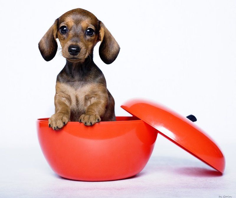 * P i p i t o *photo preview