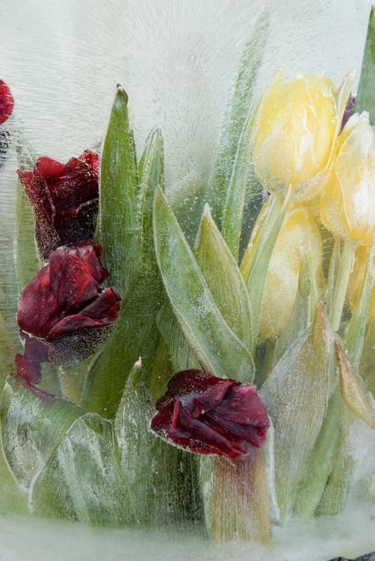 натюрморт, цветы, Замороженныеphoto preview