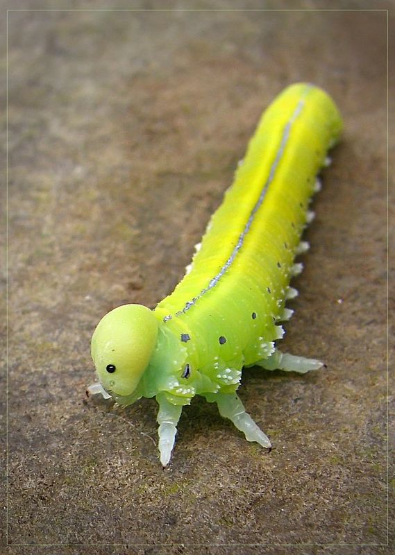 салатовое, гусеница, карпаты, горы кислотная красоткаphoto preview