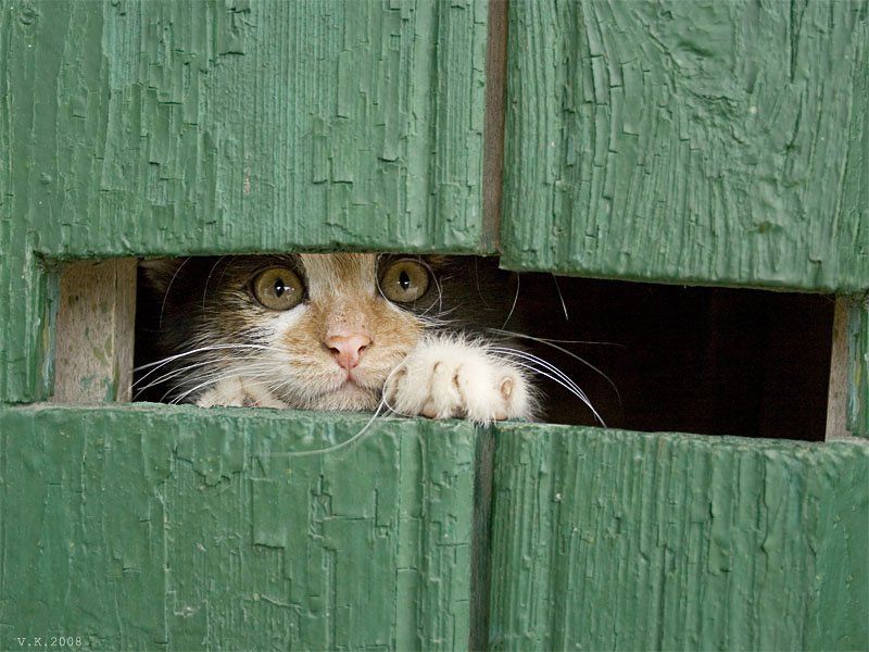 о дайте! дайте мне свободы! (ностальгия по котятам) фото превью