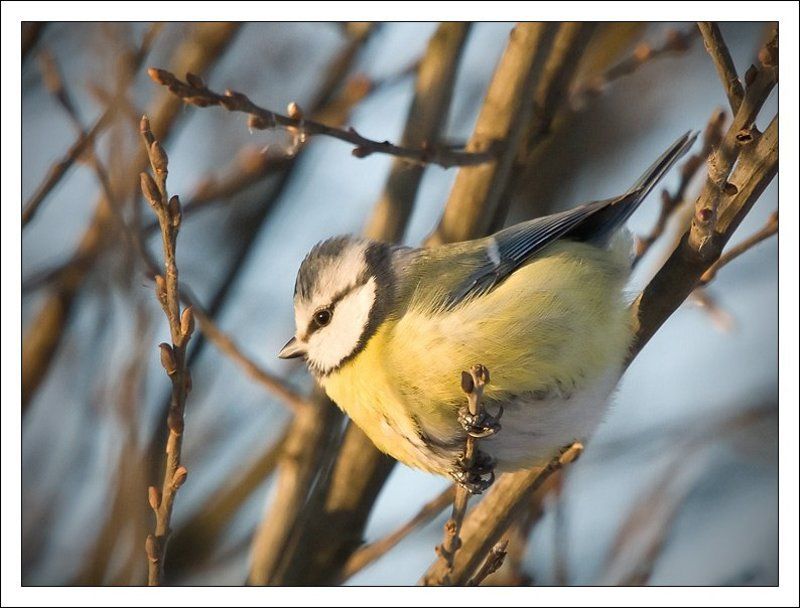 И еще раз про лазоревкуphoto preview