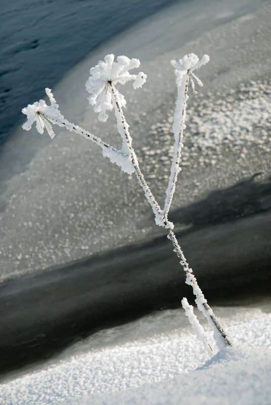 пейзаж, зима,лес Застывший танцорphoto preview