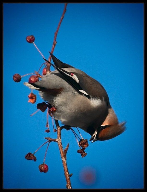 свиристель photo preview