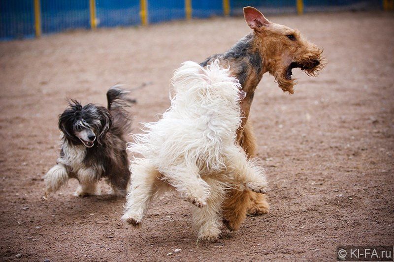 Кунг-фуphoto preview