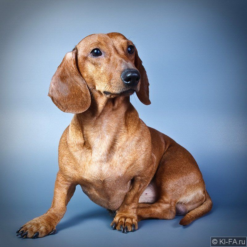 Подобрашкаphoto preview