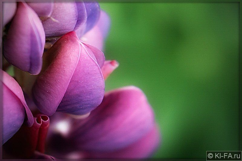 Нежностьphoto preview