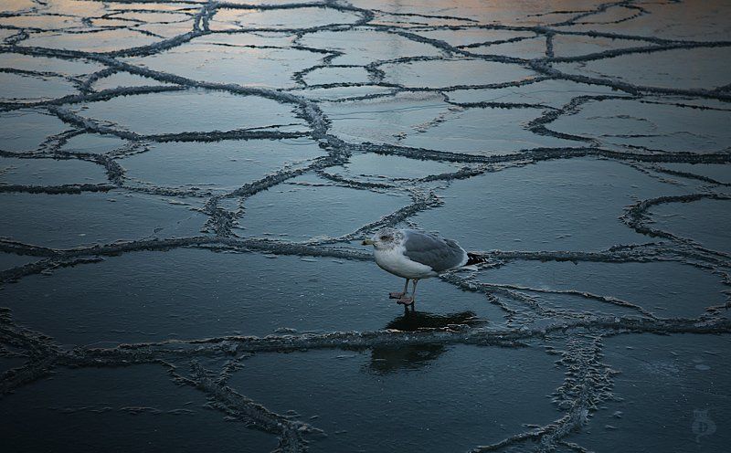 чайка, вода, лед, треснуло, зеркало, мир, один Зеркало треснулоphoto preview