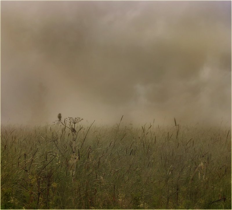 тверская область, утро, туман ,птички Про свидание двух птичек в тумане 2photo preview