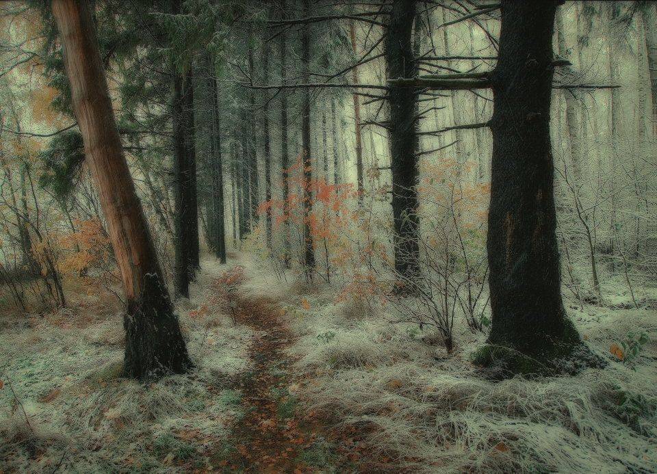 , Владимир Липецких