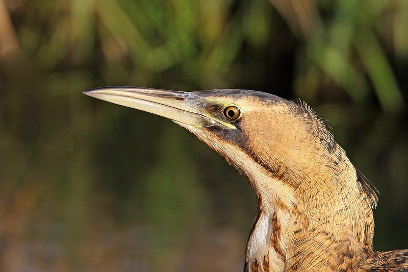 Портрет выпиphoto preview