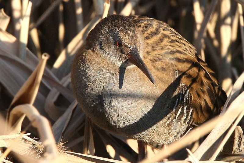 Портретphoto preview