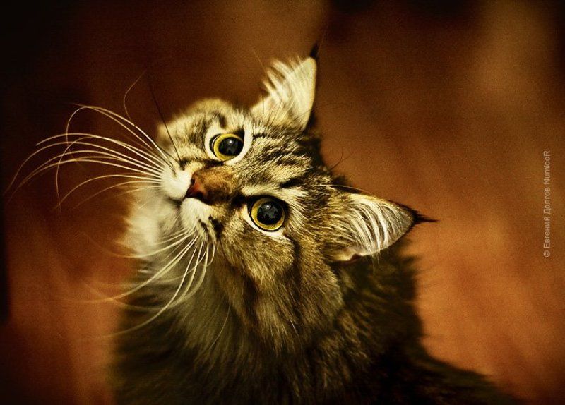 кот, глаза, отражение Чтооо?photo preview