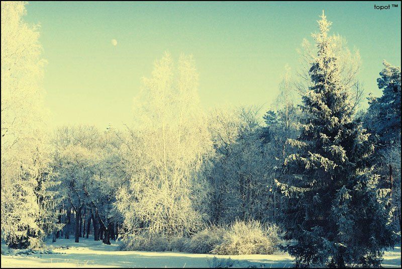 vovk, возле зеленогоphoto preview