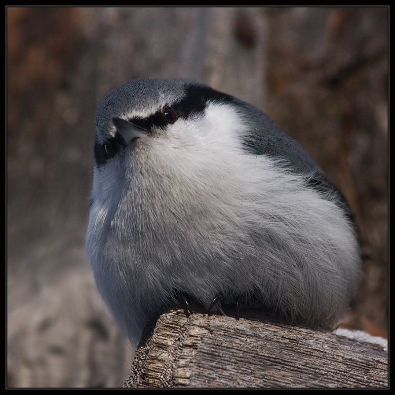 поползень, птица, ушлая Бесстрашная птица Поползеньphoto preview