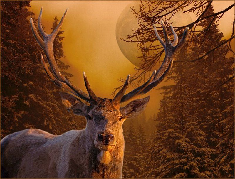 комп-арт, зтиа, лес, луна, ночь, олень, зимняя сказка, lad_i_mir Зимняя сказкаphoto preview