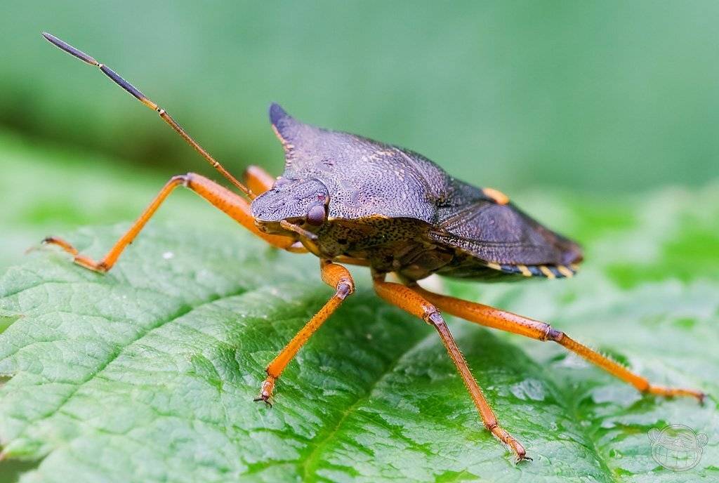 По-осеннему нарядный. Автор: Amazon-san клоп, макро, щитник, Amazon-san