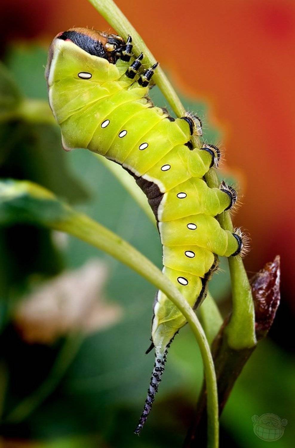 гусеница, макро, гарпия, Amazon-san