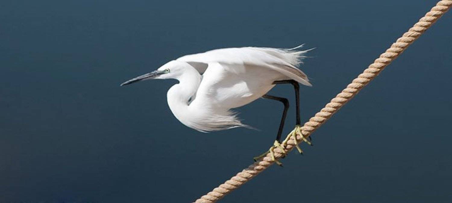 ****. Автор: Andrey Y. Polees , Andrey Y. Polees