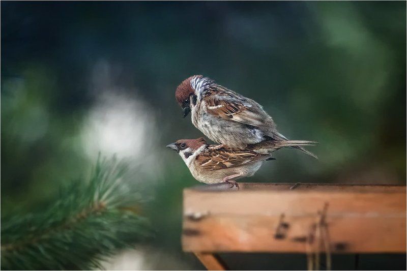 Естественный процессphoto preview