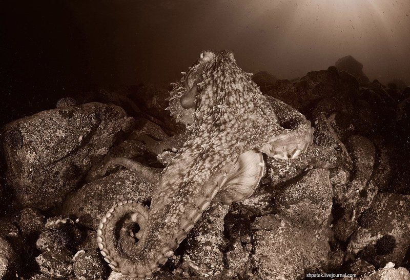 Осьминоги Дофлейна. Ч/Б.photo preview