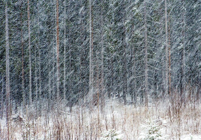 россия, карелия, природа, лес, зима, январь, снег, снегопад, деревья, ствол, линии, геометрия, russia, karelia, nature, forest, winter, january, snow, snow, trees, trunk, lines, geometry Наискосокphoto preview