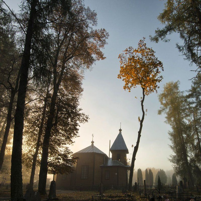 Желтый кленphoto preview