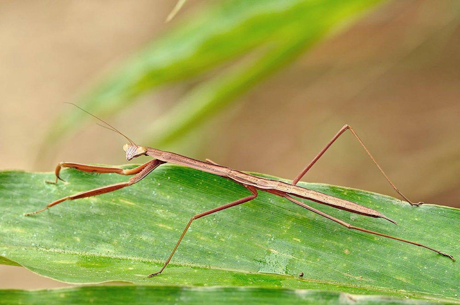 ***. Автор: Alexey Gnilenkov , Alexey Gnilenkov