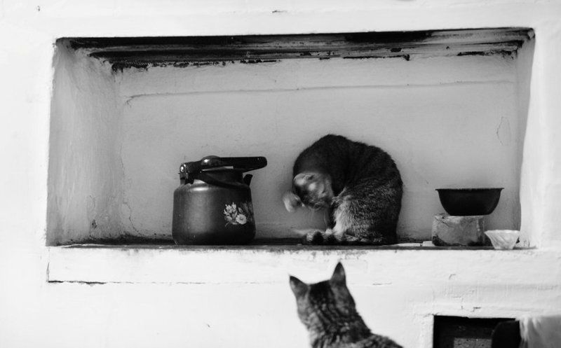 Коты, Печка, Чайник печкаphoto preview