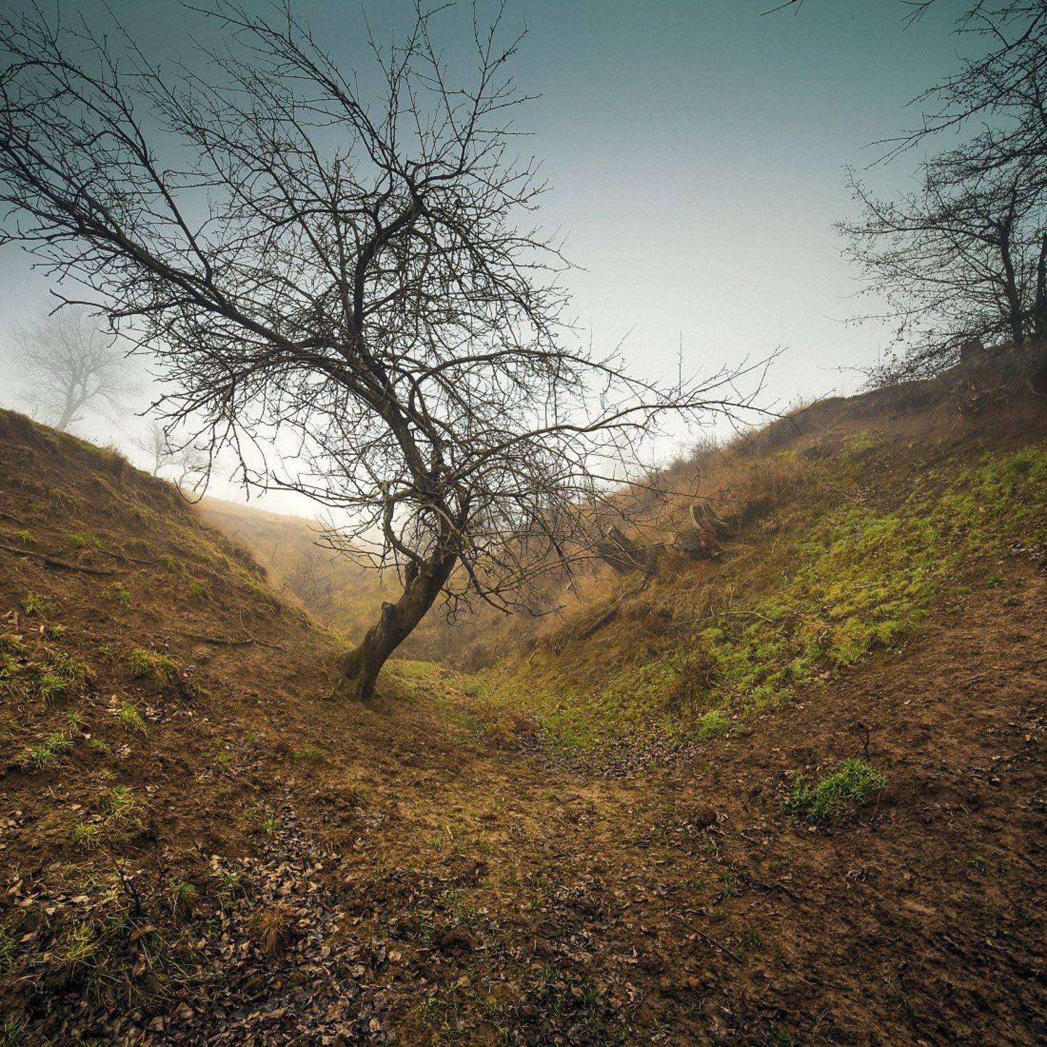 дерево в овраге. Автор: Sergey Braga , Sergey Braga