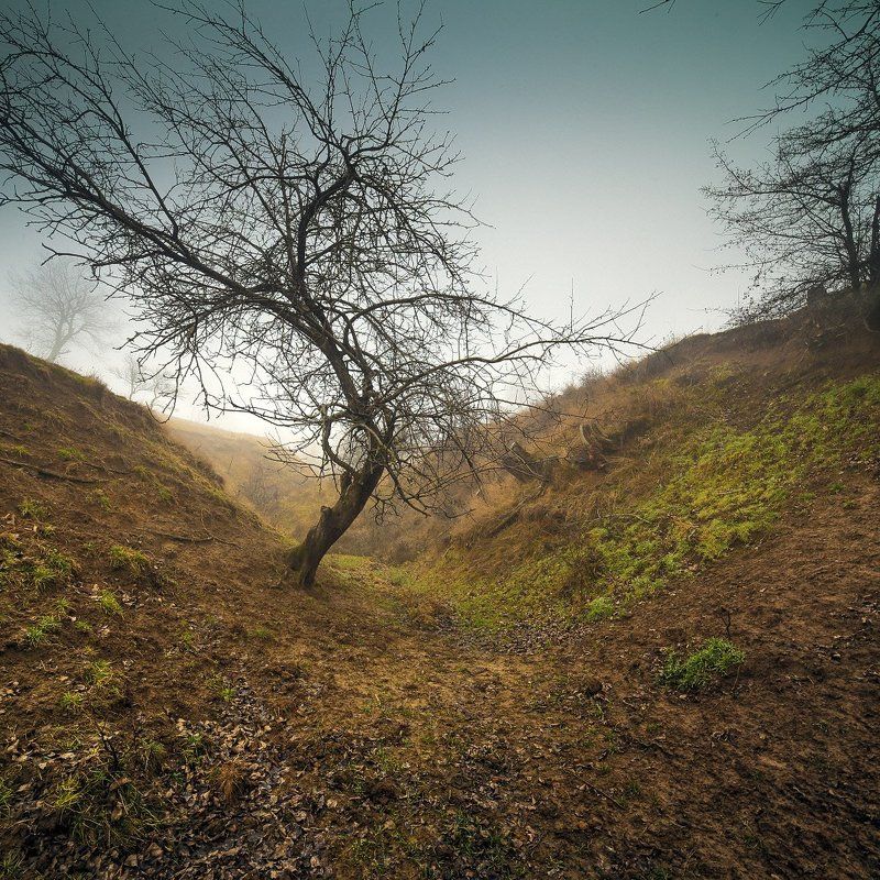 дерево в  оврагеphoto preview