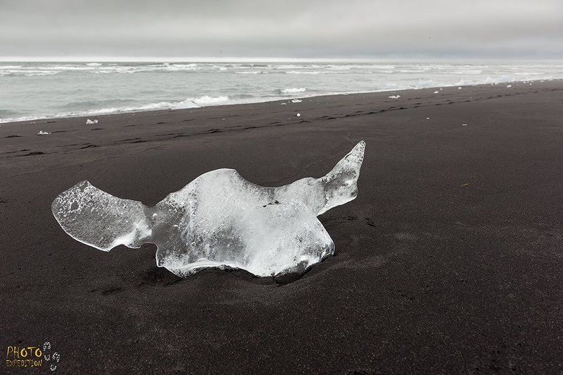 Исландский бычокphoto preview