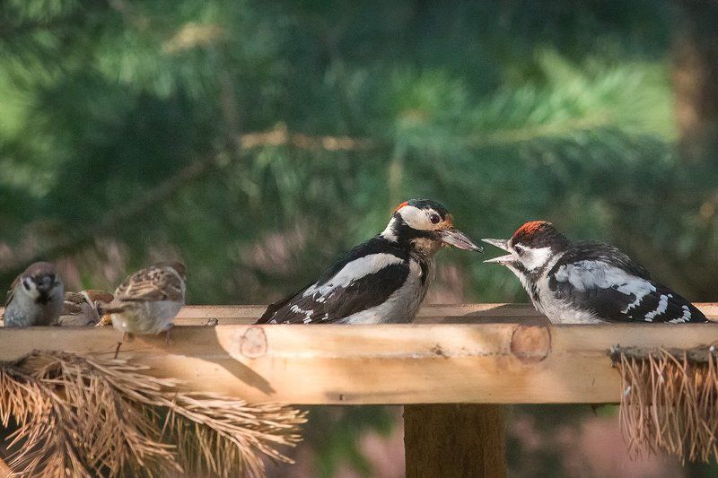 Пасынокphoto preview