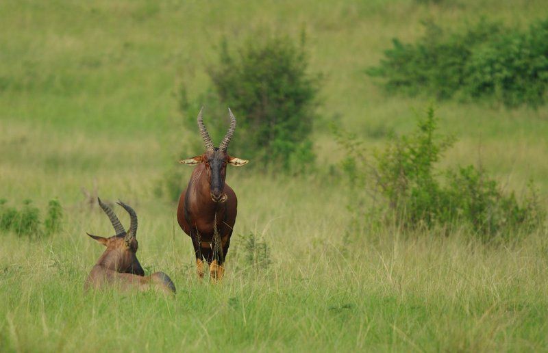 Damaliscus korrigum, Антилопа, Топи Тупим ...помаленькуphoto preview