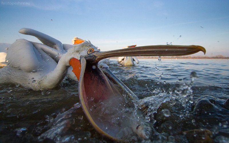 Кудрявый пеликанphoto preview