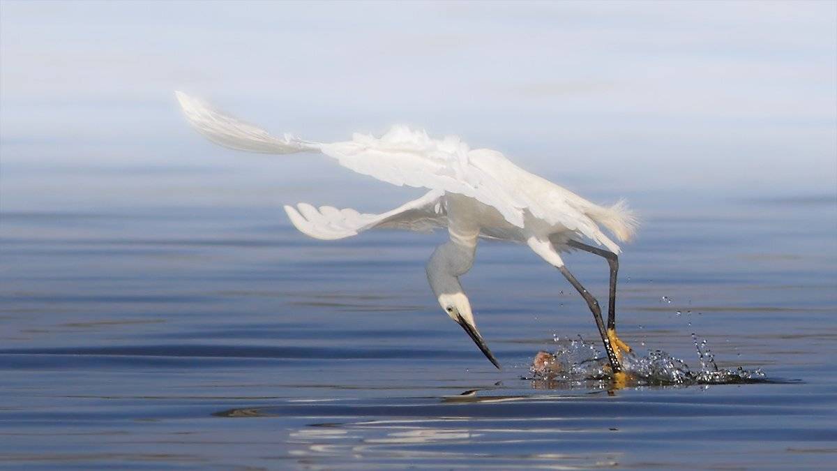 Критический момент. Автор: Yuri Gomelsky , Yuri Gomelsky