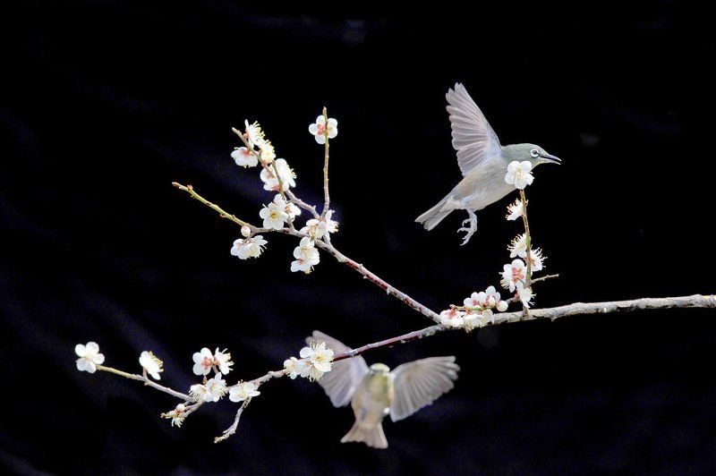 APRICOT BLOSSOM & WHITE-EVEphoto preview