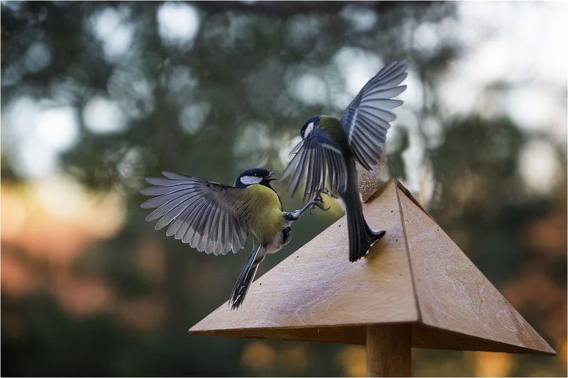 Страна синичекphoto preview