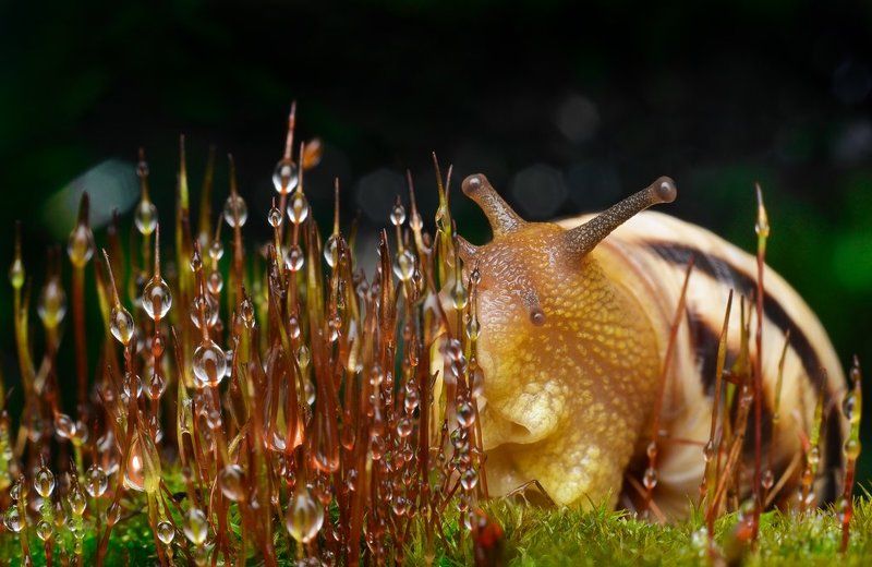 Боке, Зелень, Капли, Макро, Мох, Равлик, Роса, Сфагнум, Улитка Ом-ном-ном-ном-ноом:)photo preview