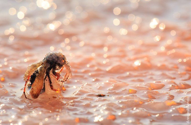 Мидасphoto preview