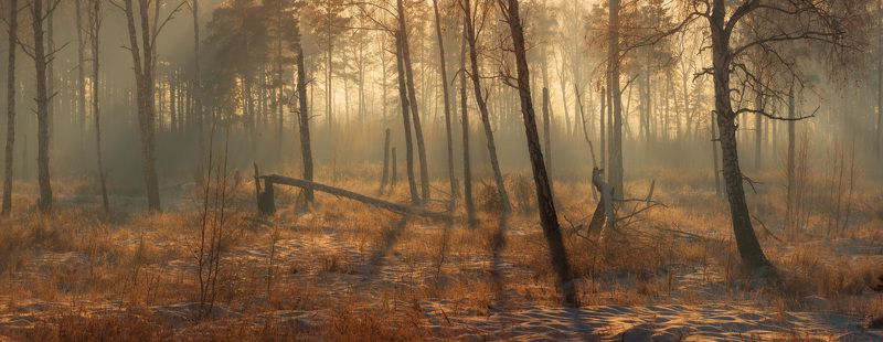 На опушке фото превью
