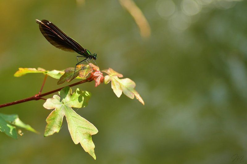 Calopteryx splendensphoto preview