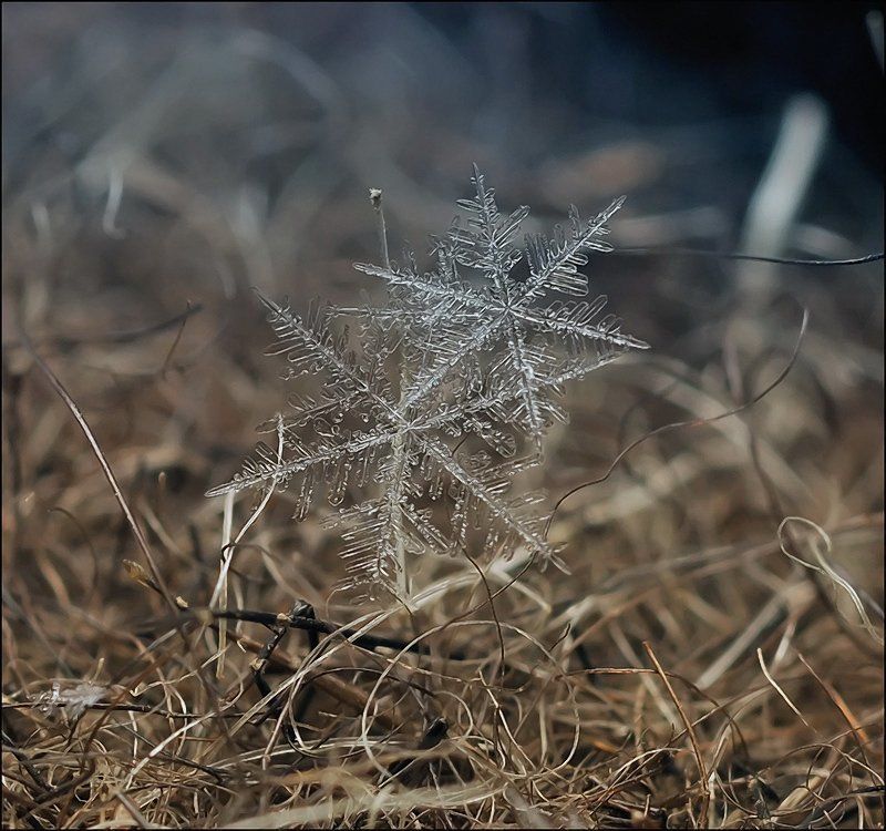 Две холодные звезды...photo preview