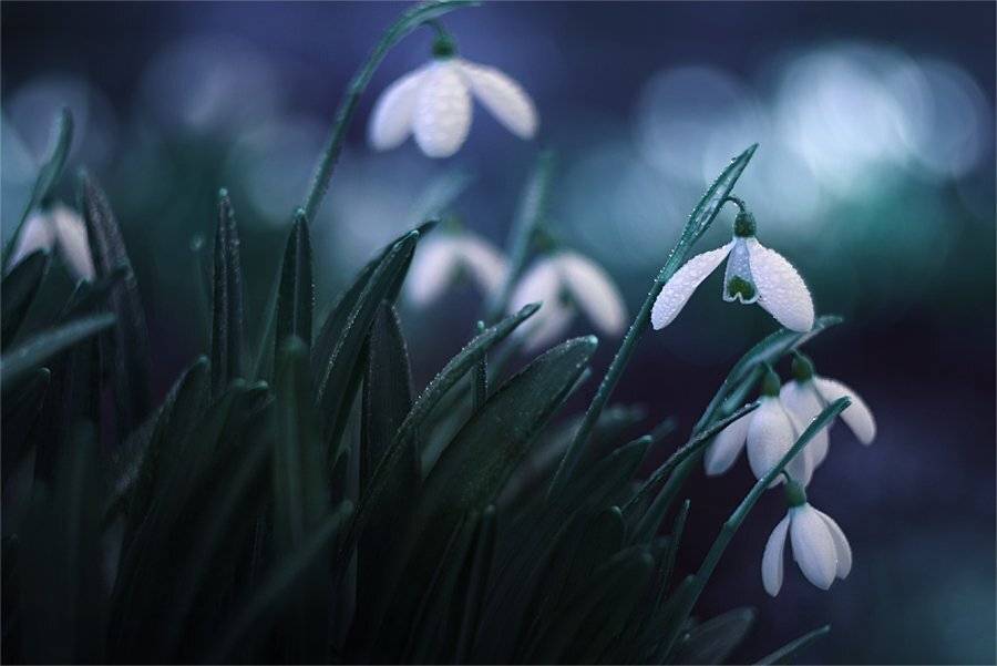 , Наталья Ова