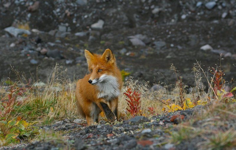 Лиса photo preview