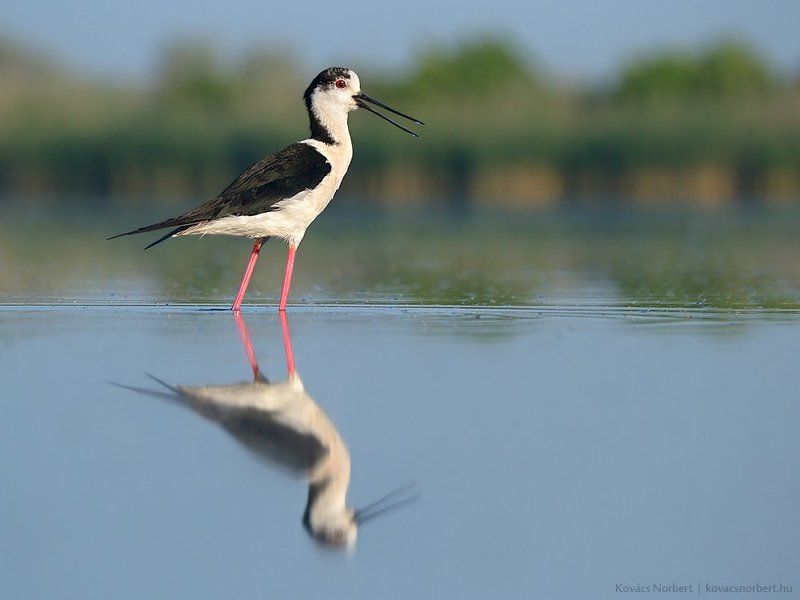 Black-winged Stiltphoto preview