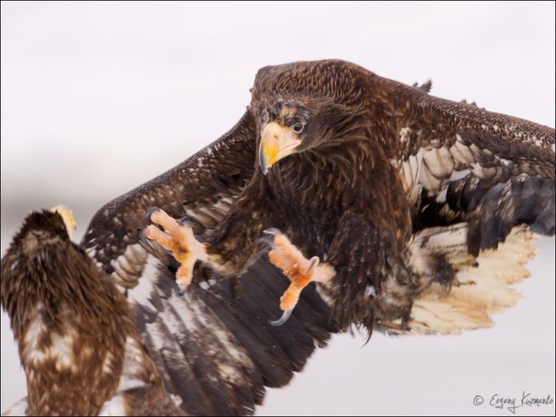 Белоплечие орланыphoto preview